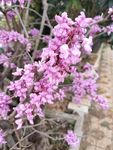 鲜花
