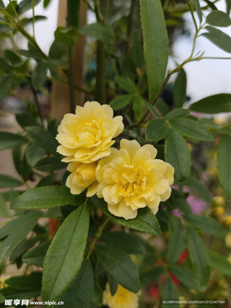 鲜花