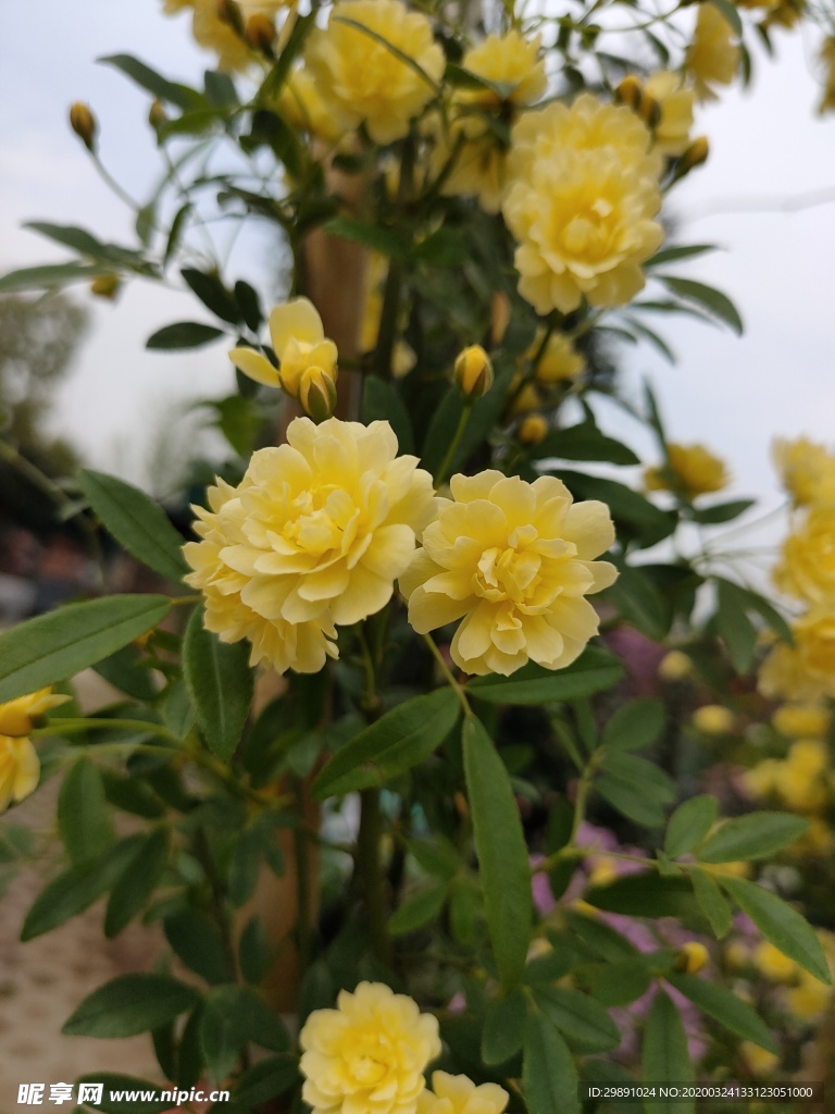 鲜花