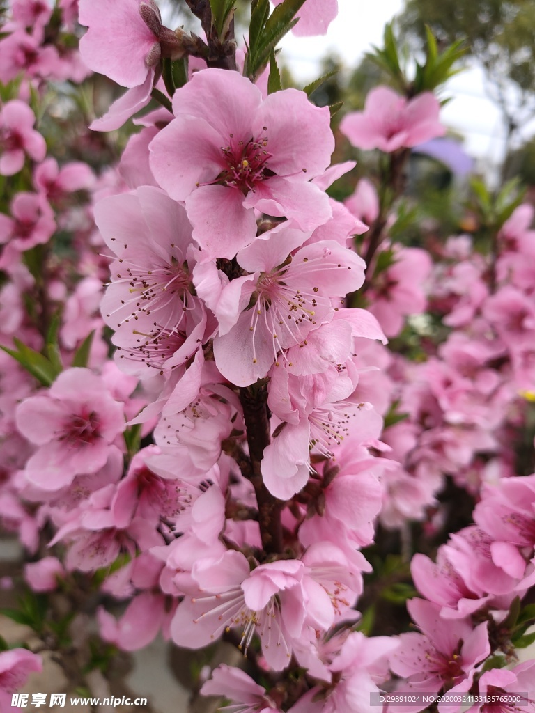桃花