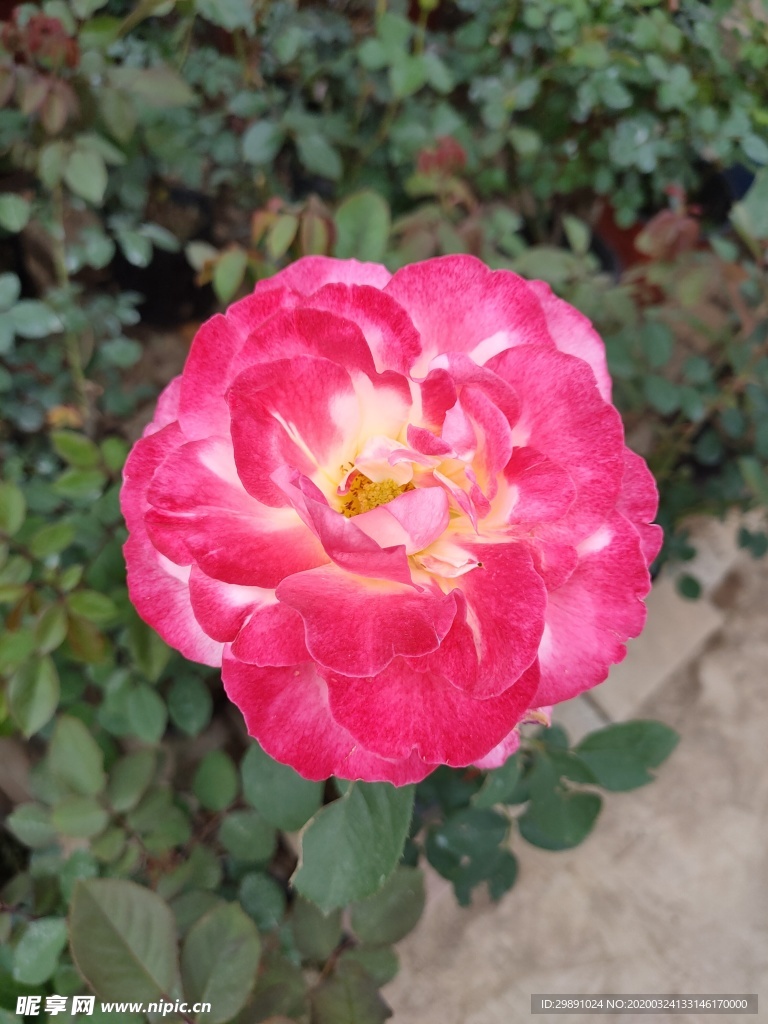 鲜花