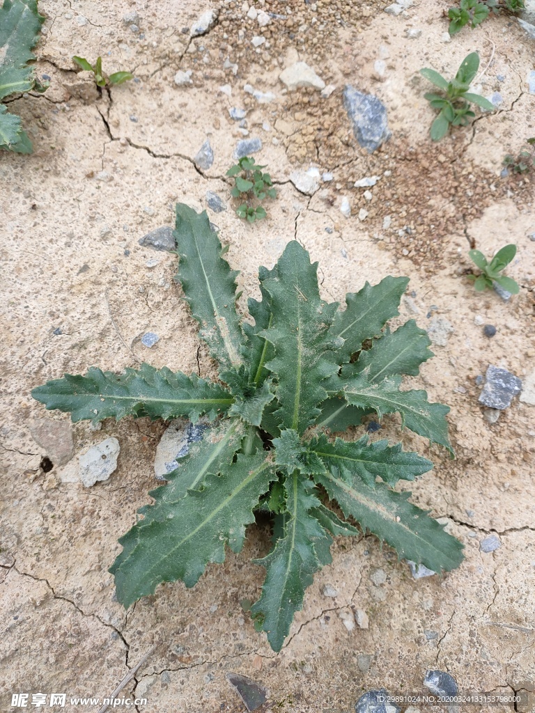 草