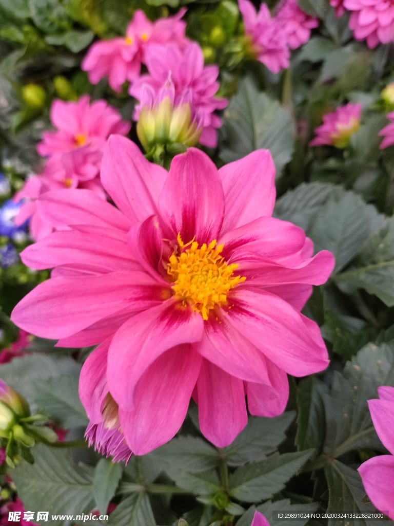 鲜花