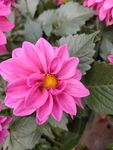 鲜花