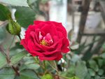 鲜花