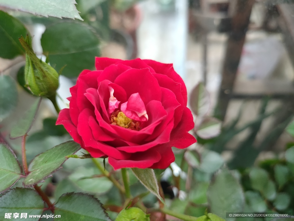 鲜花