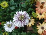 鲜花