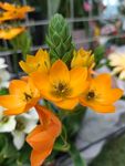 鲜花