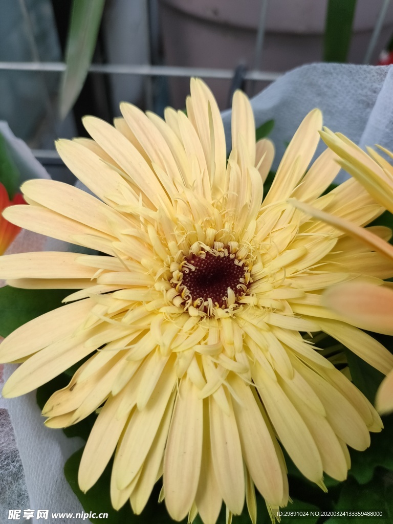 鲜花