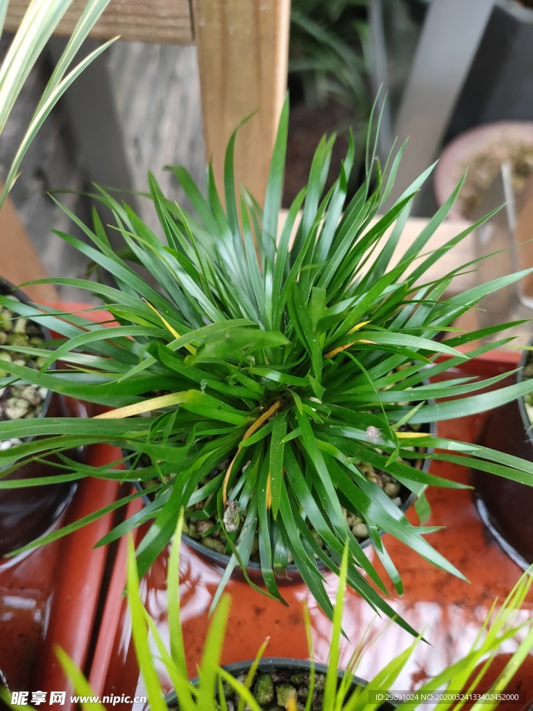 菖蒲