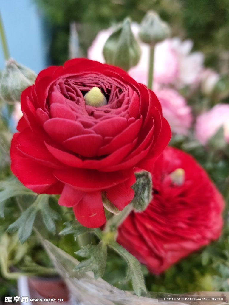 鲜花