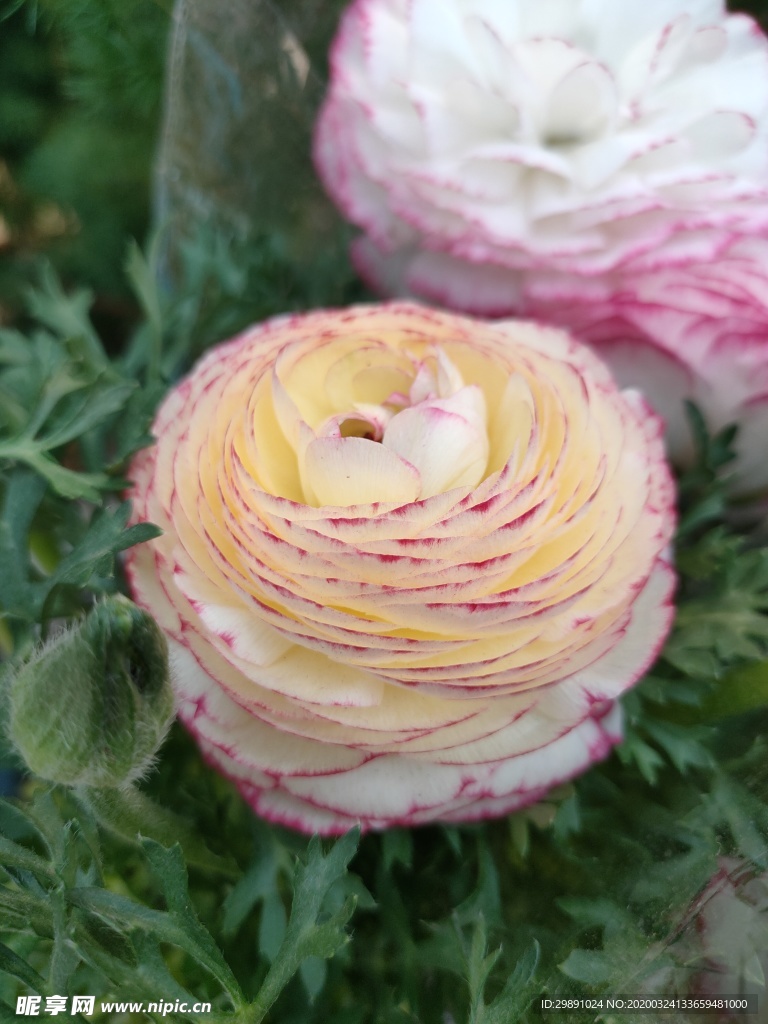 鲜花