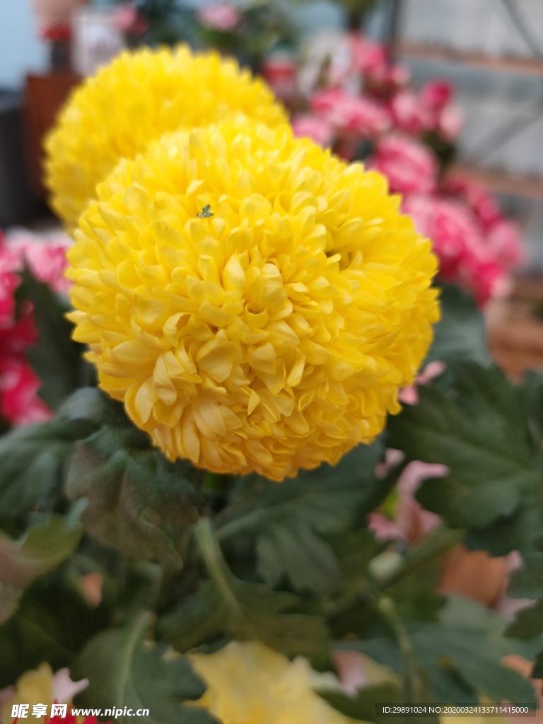 鲜花
