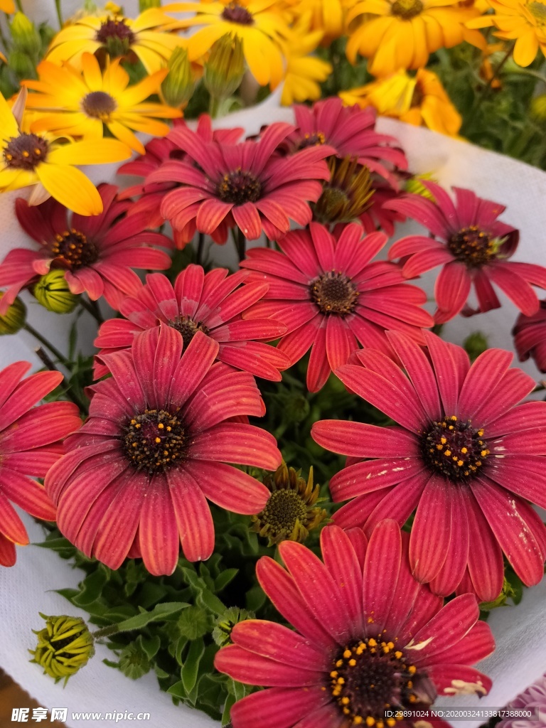 鲜花