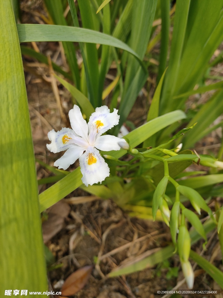 野花