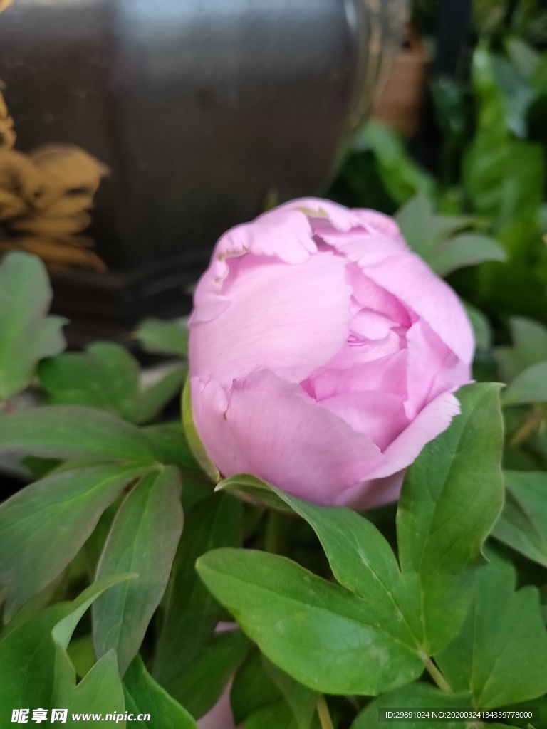 鲜花