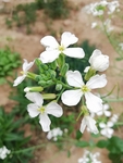 花卉