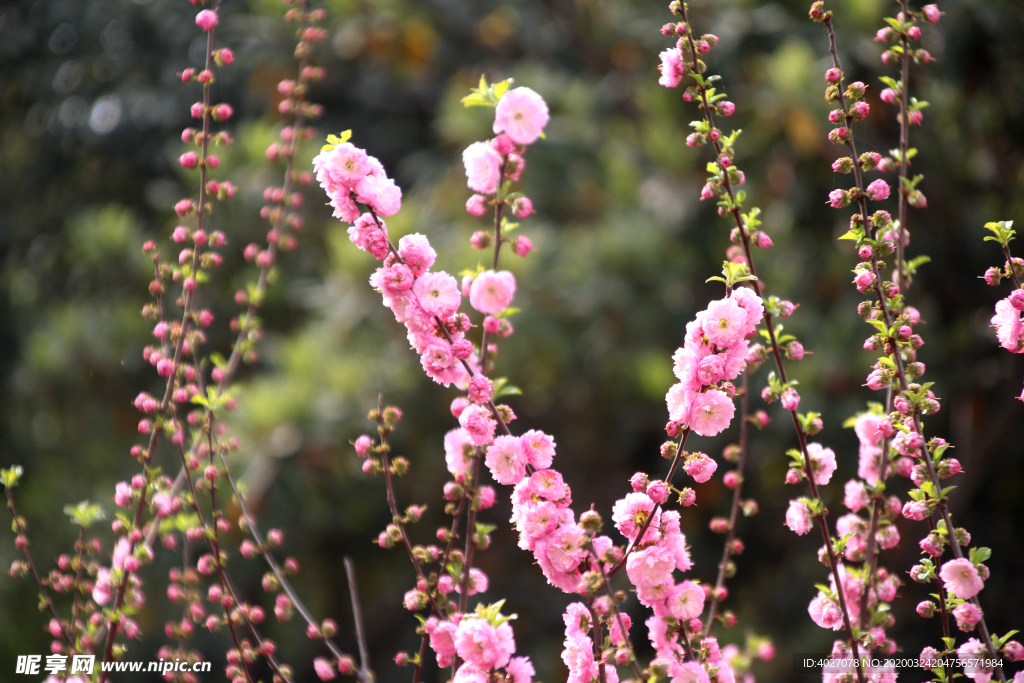 麦李