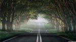 笔直公路林荫恐怖
