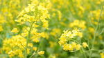 油菜花