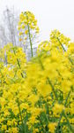 油菜花