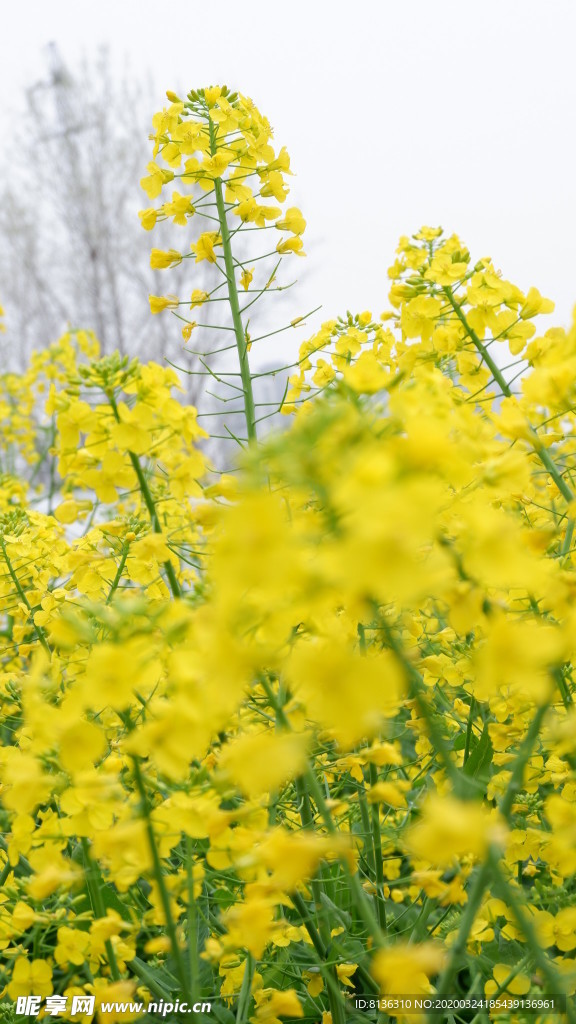 油菜花