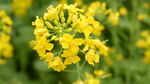 油菜花
