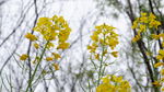 油菜花