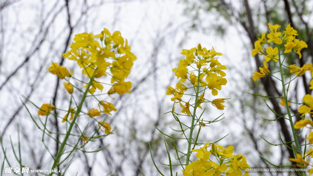 油菜花