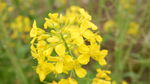 油菜花