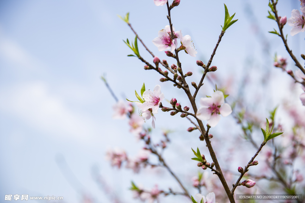 桃花