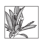 鸡蛋花