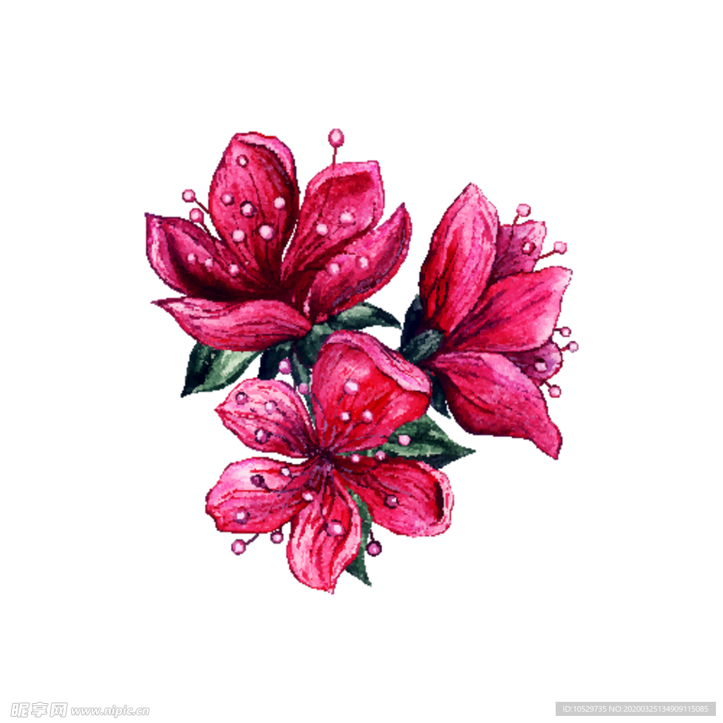 杜鹃花