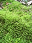 绿油油的苔藓