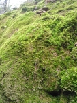 山坡上的苔藓