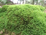 苔藓特写