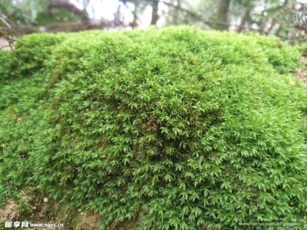 苔藓特写