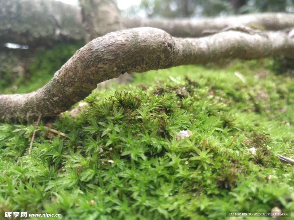 苔藓和树根