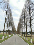 行道树
