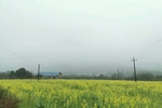油菜花田