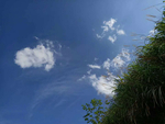蓝天草地