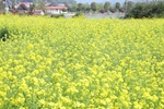 油菜花