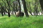 山林水牛
