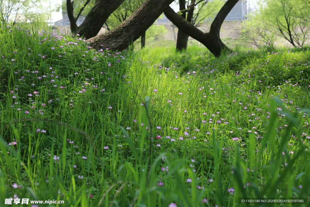 野草地