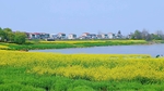 新农村油菜花
