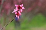 桃花特写
