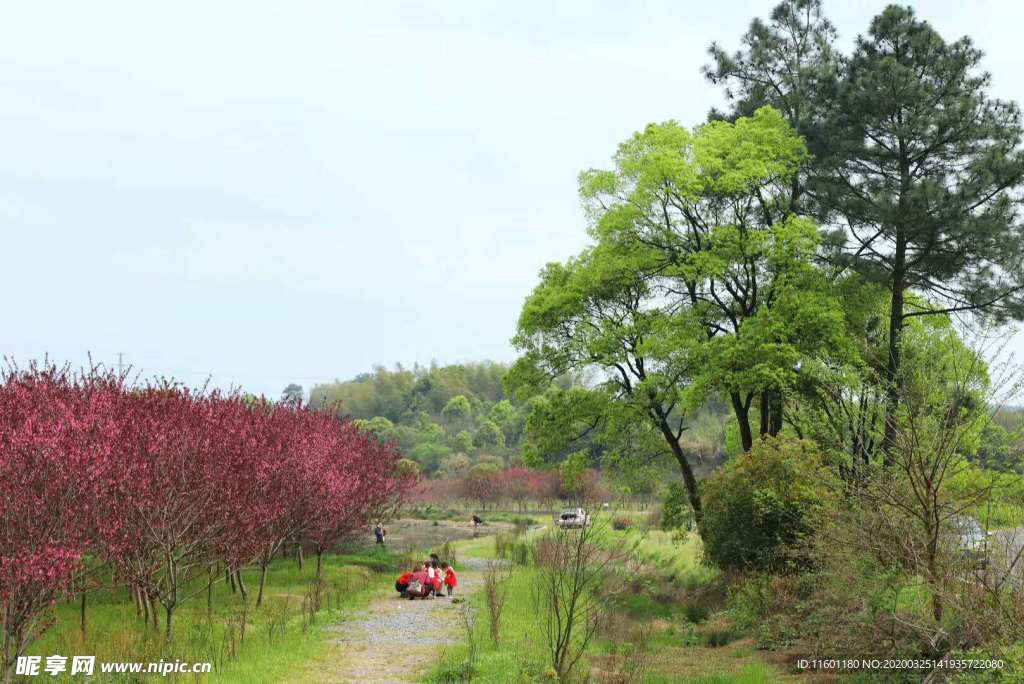山林