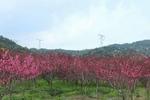 桃花林
