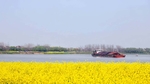 油菜花海