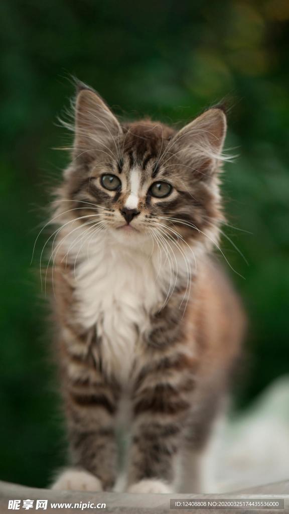 猫